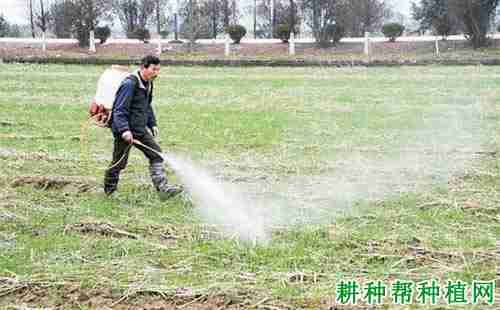 春季麦田使用除草剂有什么缺点吗(春季麦田使用除草剂有什么缺点和不足)